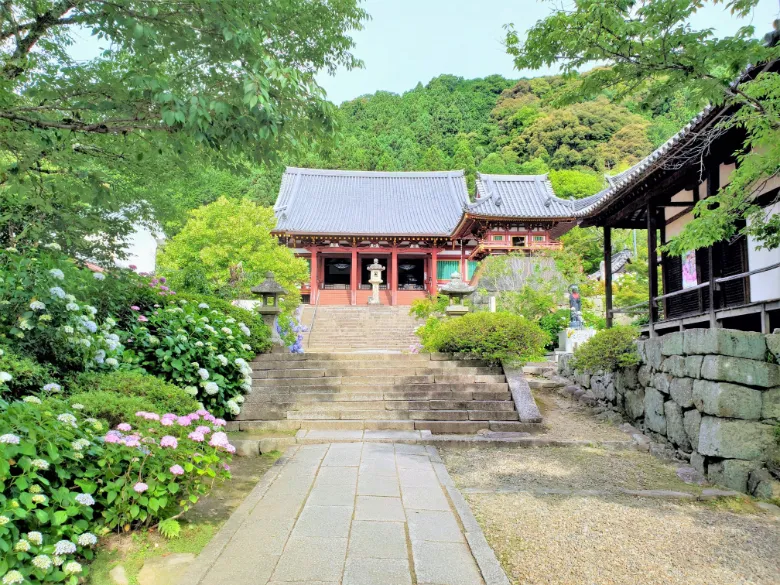 奈良県大和郡山市 矢田寺 アジサイ