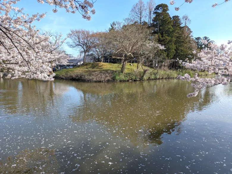 鶴ヶ岡城 鶴岡公園 桜