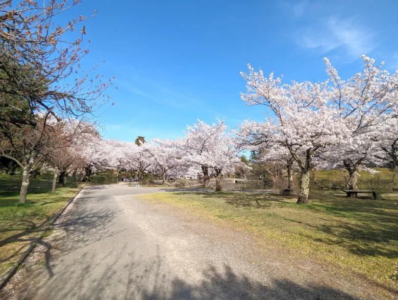 鶴ヶ岡城 鶴岡公園 桜