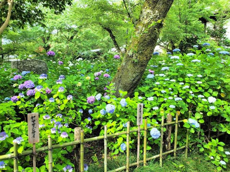 奈良県大和郡山市 矢田寺 アジサイ