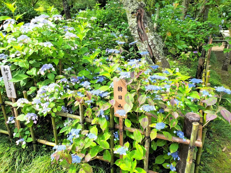 奈良県大和郡山市 矢田寺 アジサイ