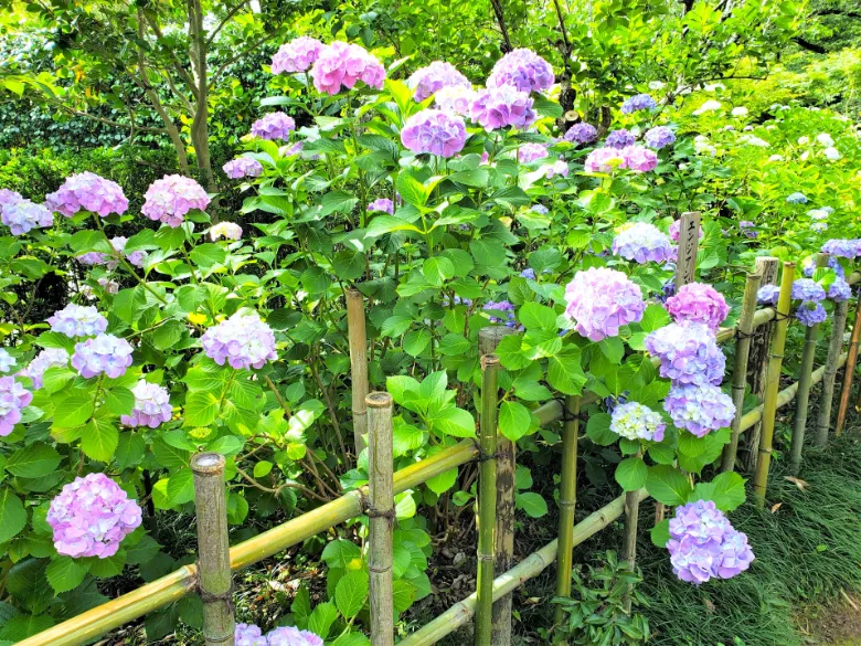 奈良県大和郡山市 矢田寺 アジサイ