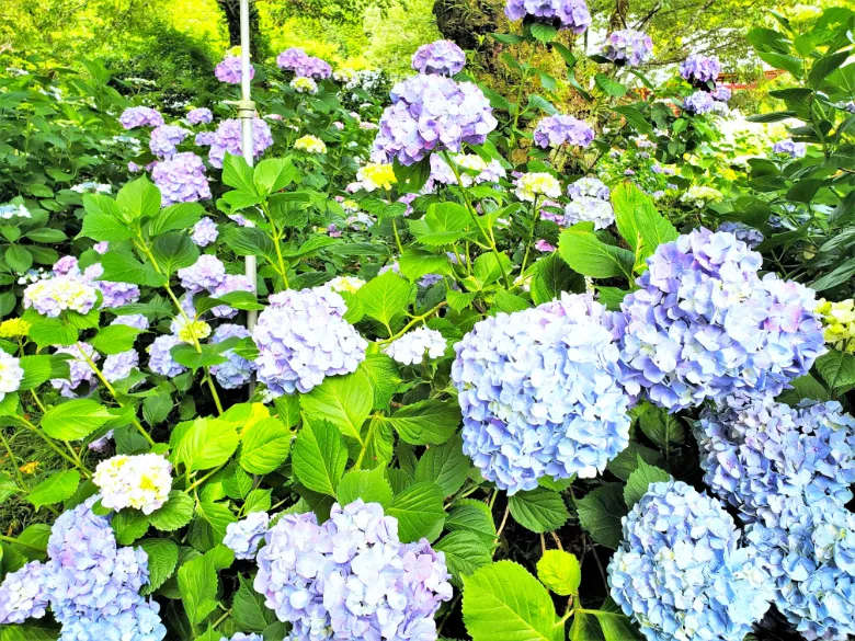 奈良県大和郡山市 矢田寺 アジサイ