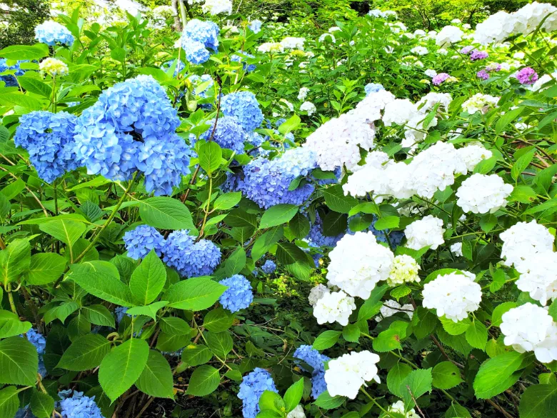 奈良県大和郡山市 矢田寺 アジサイ