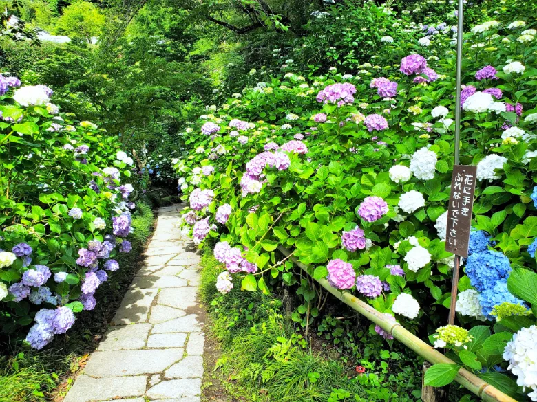 奈良県大和郡山市 矢田寺 アジサイ