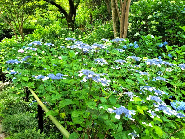 奈良県大和郡山市 矢田寺 アジサイ