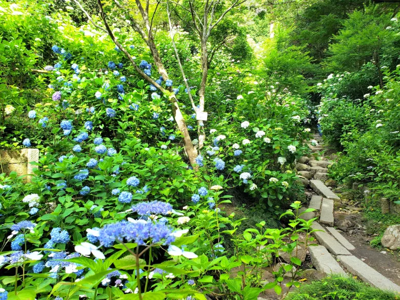 奈良県大和郡山市 矢田寺 アジサイ