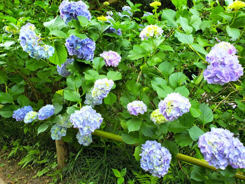 奈良県大和郡山市 矢田寺 アジサイ