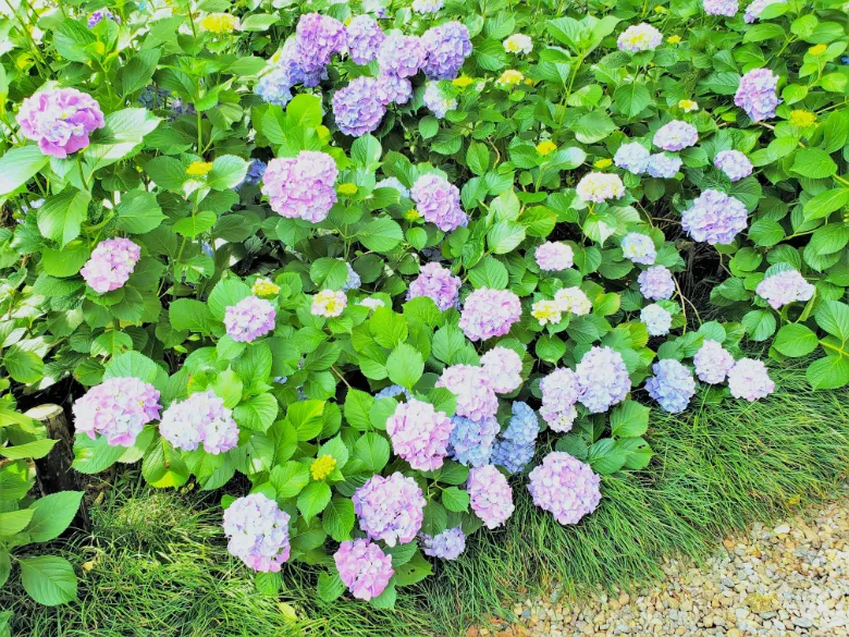 奈良県大和郡山市 矢田寺 アジサイ