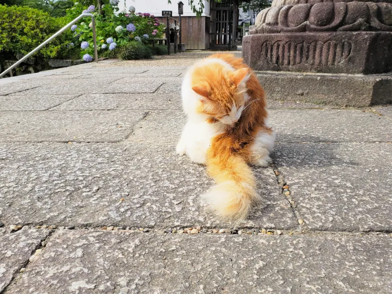 奈良県大和郡山市 矢田寺 猫