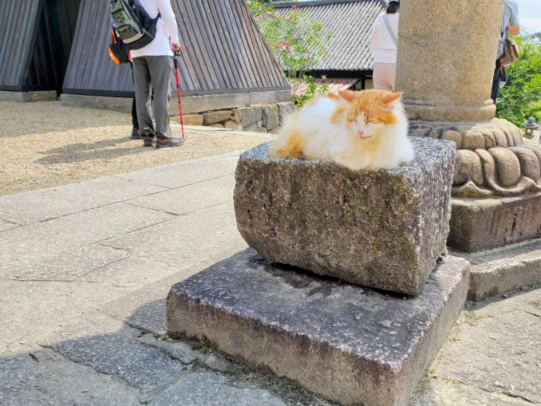 奈良県大和郡山市 矢田寺 猫