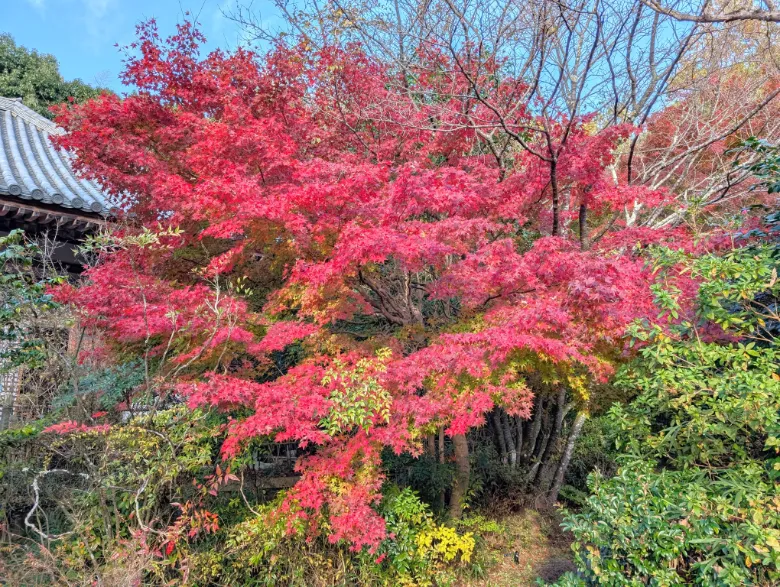 奈良県奈良市 不退寺 紅葉