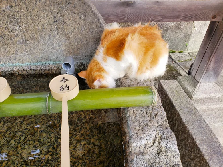 奈良県大和郡山市 矢田寺 猫