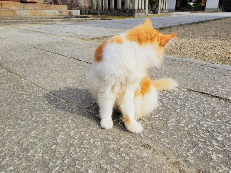 奈良県大和郡山市 矢田寺 猫