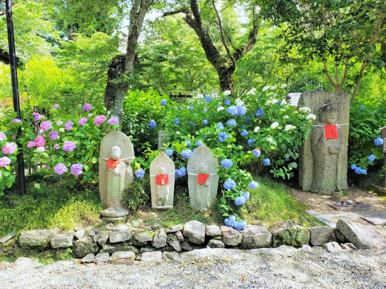 奈良県大和郡山市 矢田寺 アジサイ