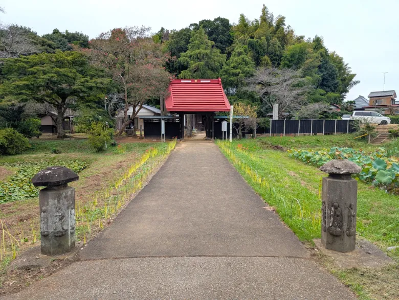 千葉県印西市 結縁寺 彼岸花