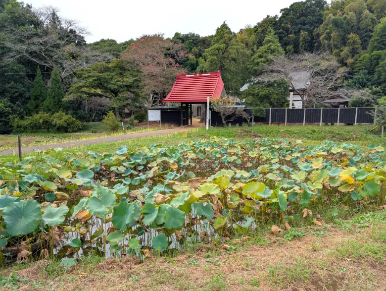 千葉県印西市 結縁寺 蓮