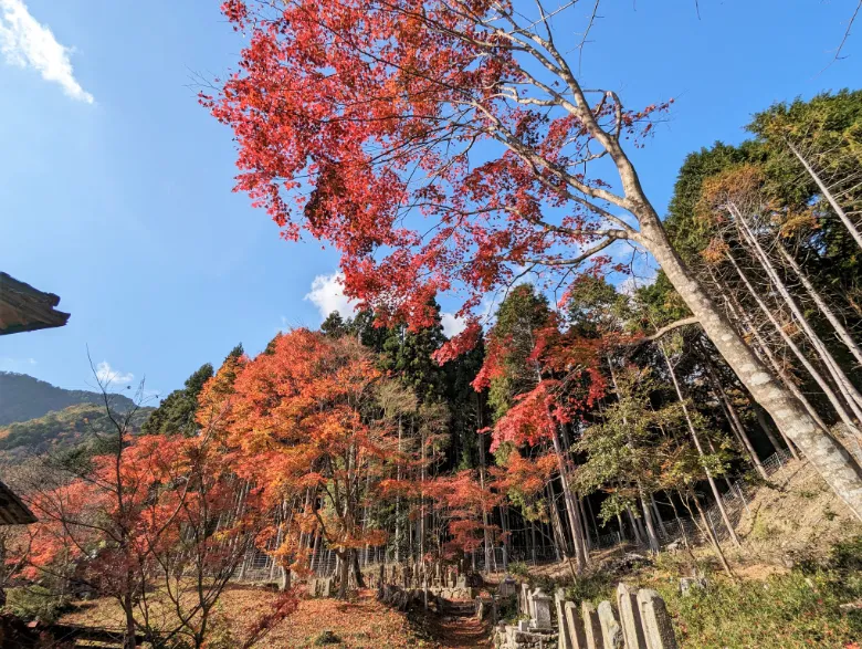 兵庫県丹波市 三寶寺 紅葉