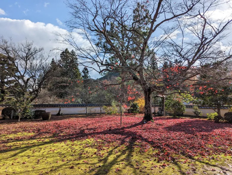 兵庫県丹波市 三寶寺 紅葉